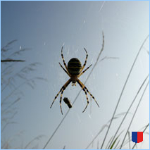 Handyhintergrunbild 1