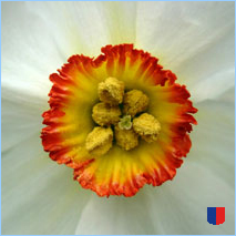 Handyhintergrunbild 12