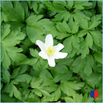 Handyhintergrunbild 15