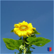 Handyhintergrunbild 22