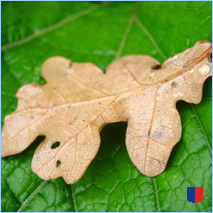 Handyhintergrunbild 23