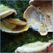 Handyhintergrunbild 24