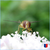 Handyhintergrunbild 27