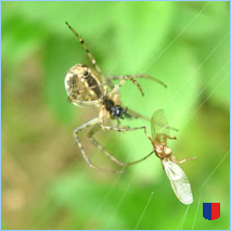 Handyhintergrunbild 30