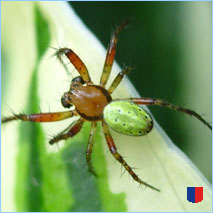 Handyhintergrunbild 31