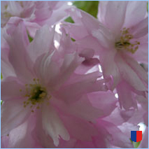 Handyhintergrunbild 33