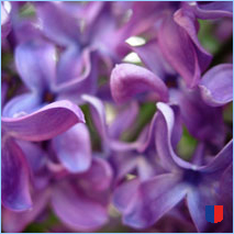 Handyhintergrunbild 34