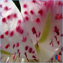 Handyhintergrunbild 37