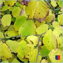 Handyhintergrunbild 39