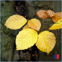 Handyhintergrunbild 40