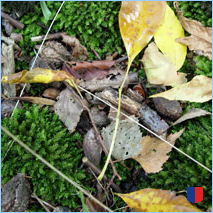 Handyhintergrunbild 42