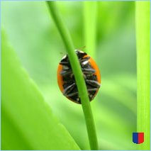 Handyhintergrunbild 43