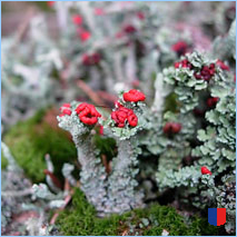 Handyhintergrunbild 46