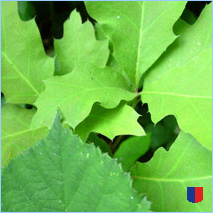 Handyhintergrunbild 50