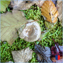 Handyhintergrunbild 51