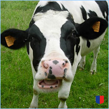 Handyhintergrunbild 56