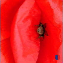 Handyhintergrunbild 65