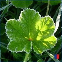 Handyhintergrunbild 69