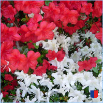 Handyhintergrunbild 71